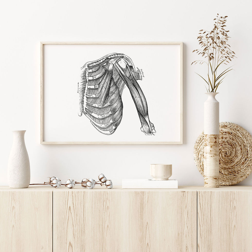Thumbnail: Rib Sternum Shoulder Arm Bicep Muscle Vintage Human Anatomy Art Print