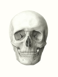 Skull drawing