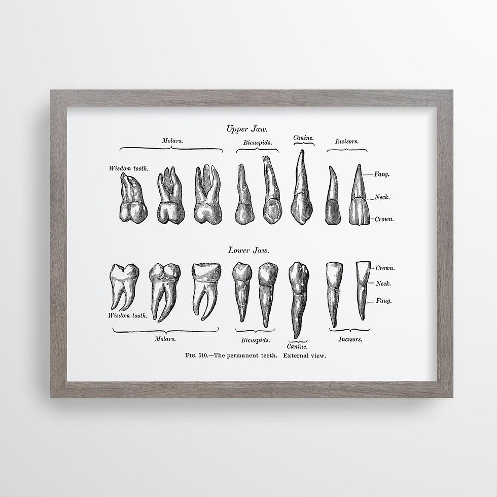Thumbnail: Permanent Teeth Dental Orthodontic Oral Surgery Vintage Human Anatomy Art Print