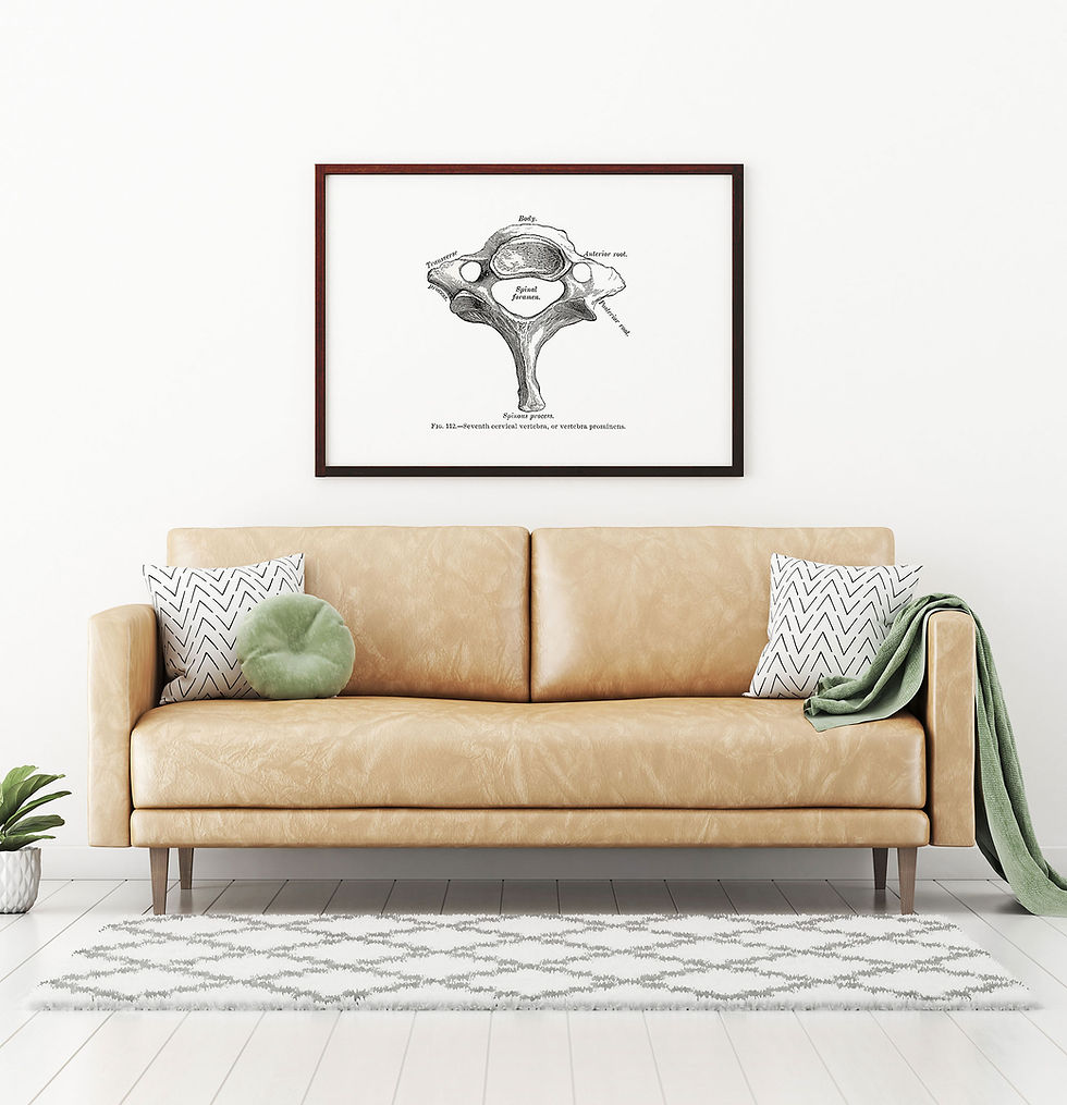 Thumbnail: Vertebra Prominens Cervical Spine Bone Vintage Osteology Human Anatomy Art Print