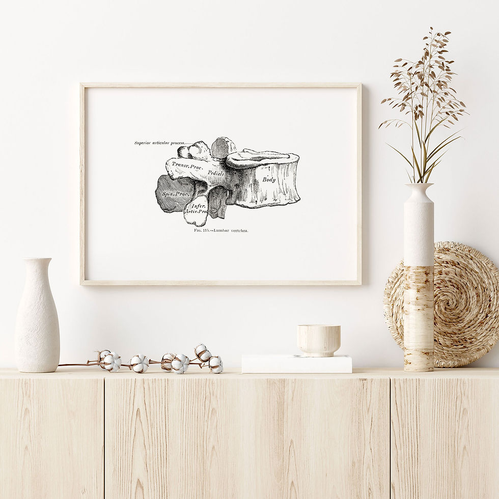 Thumbnail: Lumbar Vertebra Spine Bone Vintage Osteology Human Anatomy Art Print