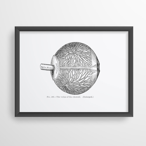 Eye Choroid Veins Optic Nerve Optometry Ophthalmology Vintage Anatomy