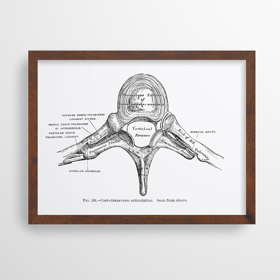 Thumbnail: Vertebra Costo-Transverse Spine Vintage Osteology Human Anatomy Art Print