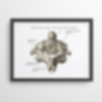 Vertebrae poster