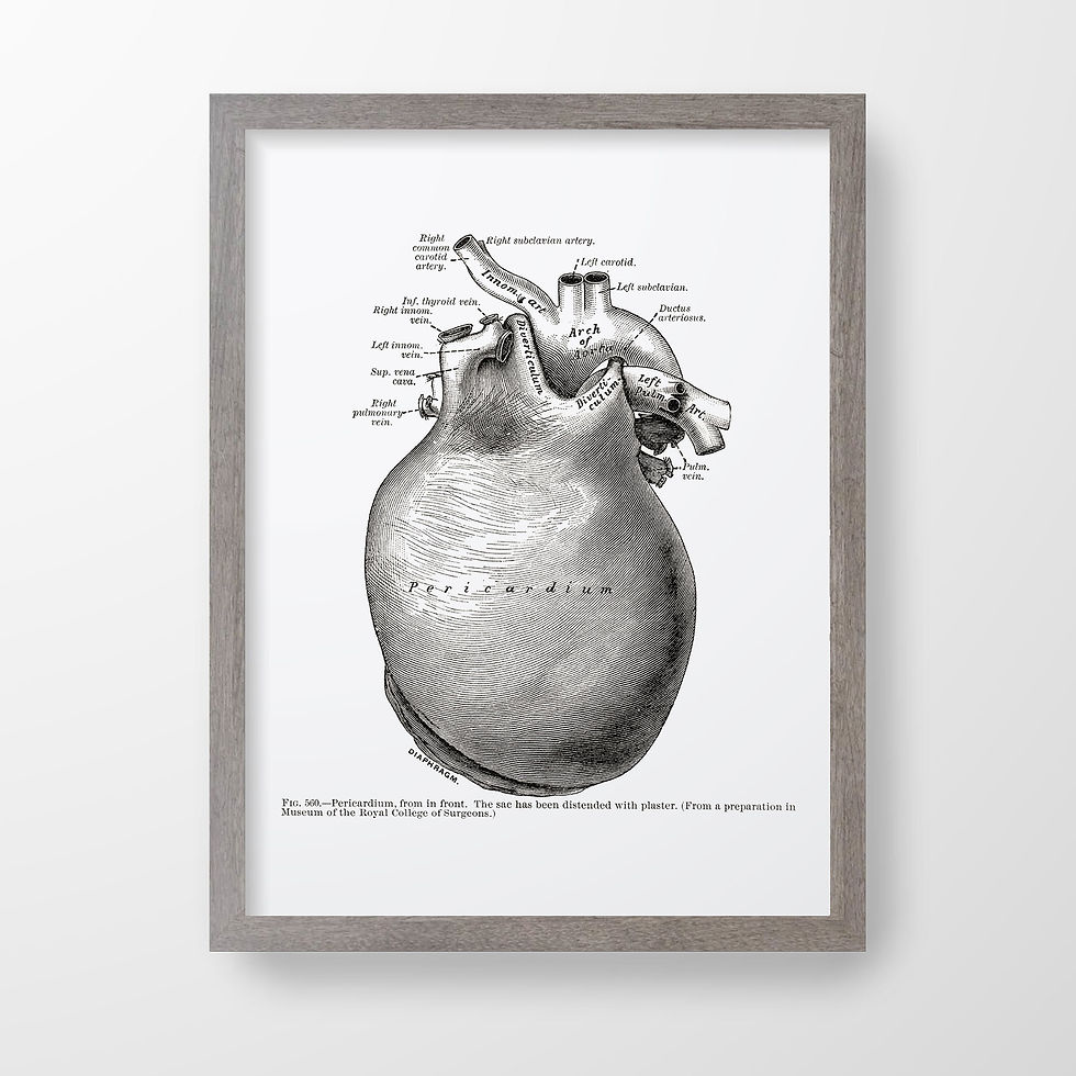 Thumbnail: Pericardium Front Aorta Heart Vintage Human Anatomy Art Print