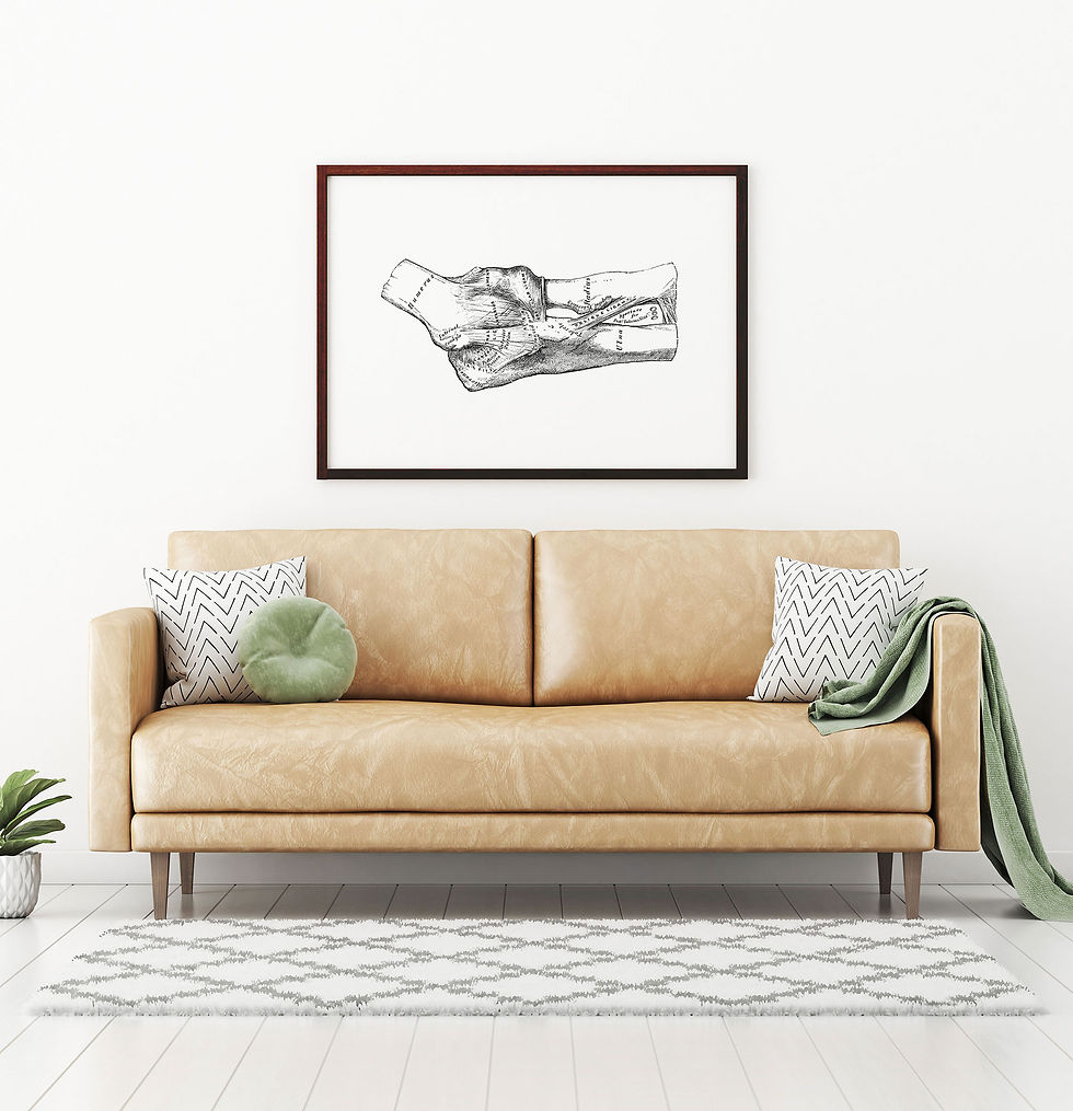 Thumbnail: Elbow Joint Ulna Radius Humerus Vintage Human Anatomy Art Print