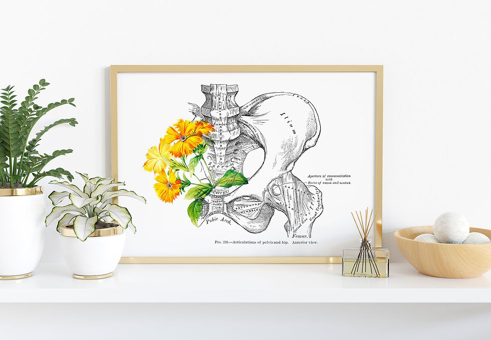 Thumbnail: Pelvis Hip Joint Anterior Muscle Bone Osteology Floral Human Anatomy Ar