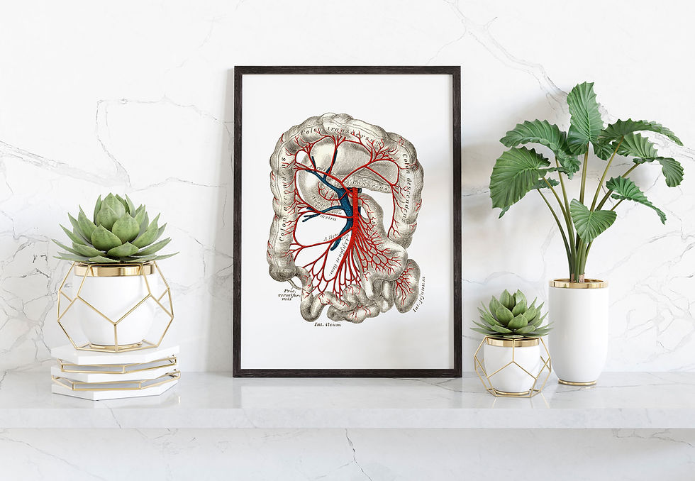 Thumbnail: Gastrointestinal Stomach Colon Intestine Vintage Human Anatomy Art Print