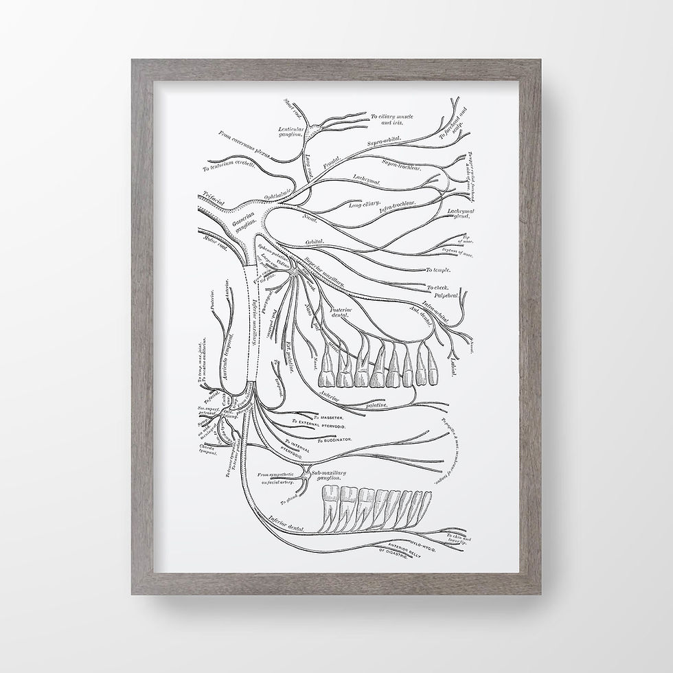 Thumbnail: Dental Nerves Orthodontic Oral Surgery Vintage Human Anatomy Art Print