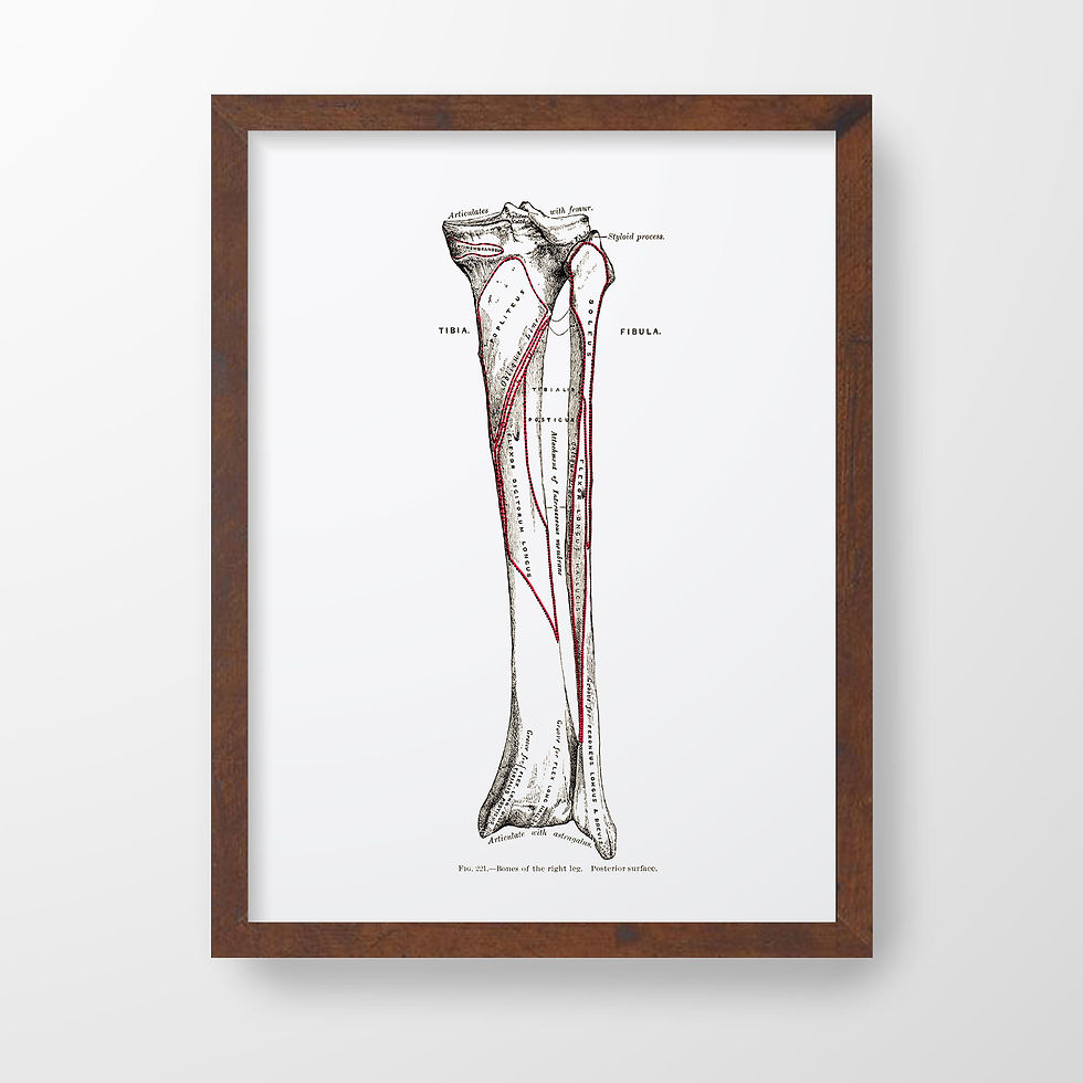 Thumbnail: Fibula Tibia Leg Bone Ortho Vintage Human Anatomy Art Print