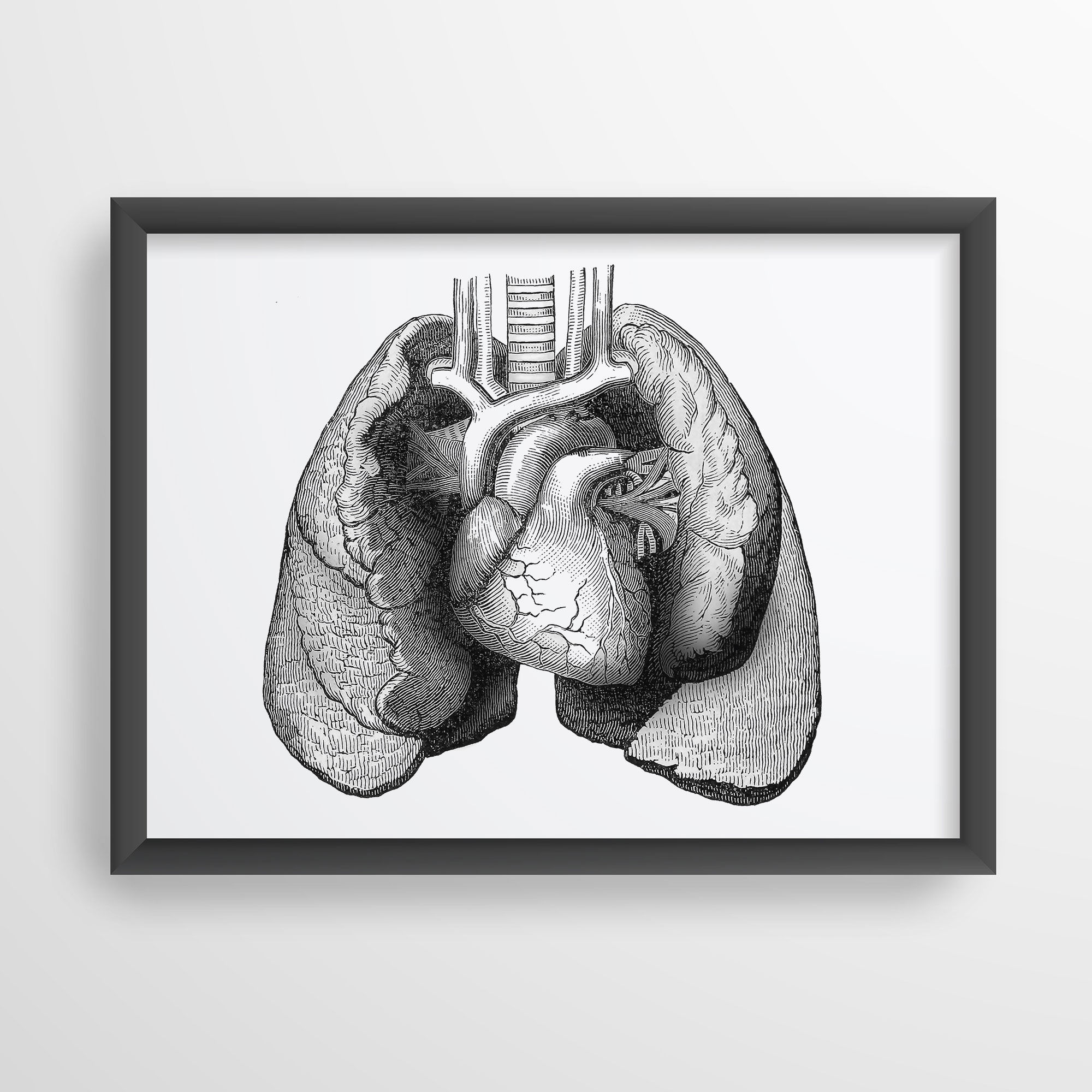 lung and heart artwork