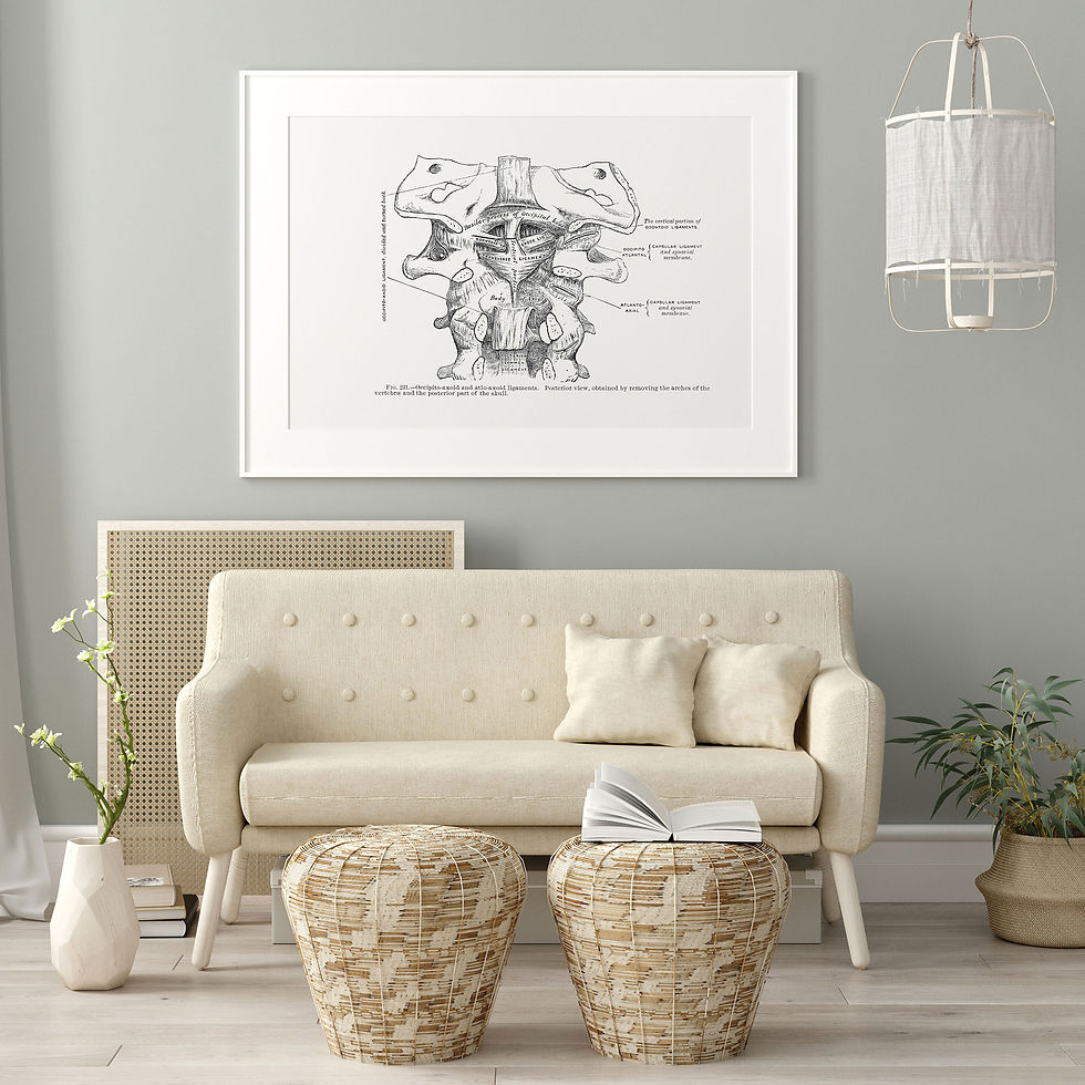 Thumbnail: Cervical Vertebrae Spine Ligaments and Membrane Vintage Human Anatomy Art Print