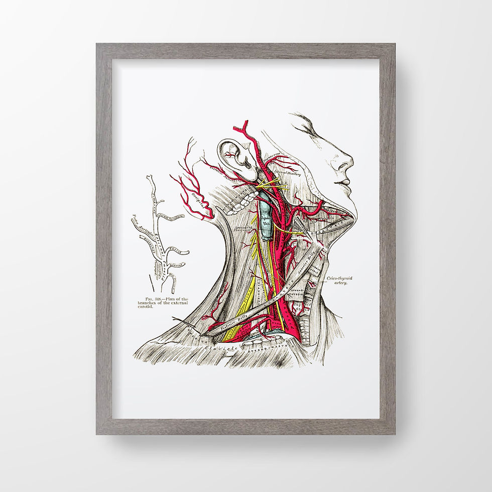 Thumbnail: Carotid Artery Neck Muscle Medical Model Vintage Human Anatomy Art Print