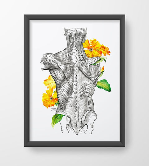 Muscles of the Back Floral Human Anatomy Art Print | Anatomy Art