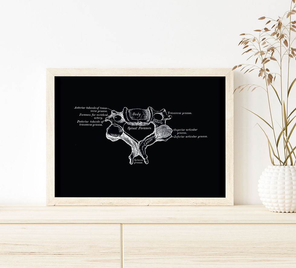Thumbnail: Cervical Vertebra Spine Vintage Osteology Human Anatomy Art Print X-Ray Black
