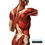 Thumbnail: Muscles of the Back, Shoulders, and Glutes Vintage Human Anatomy Art Print