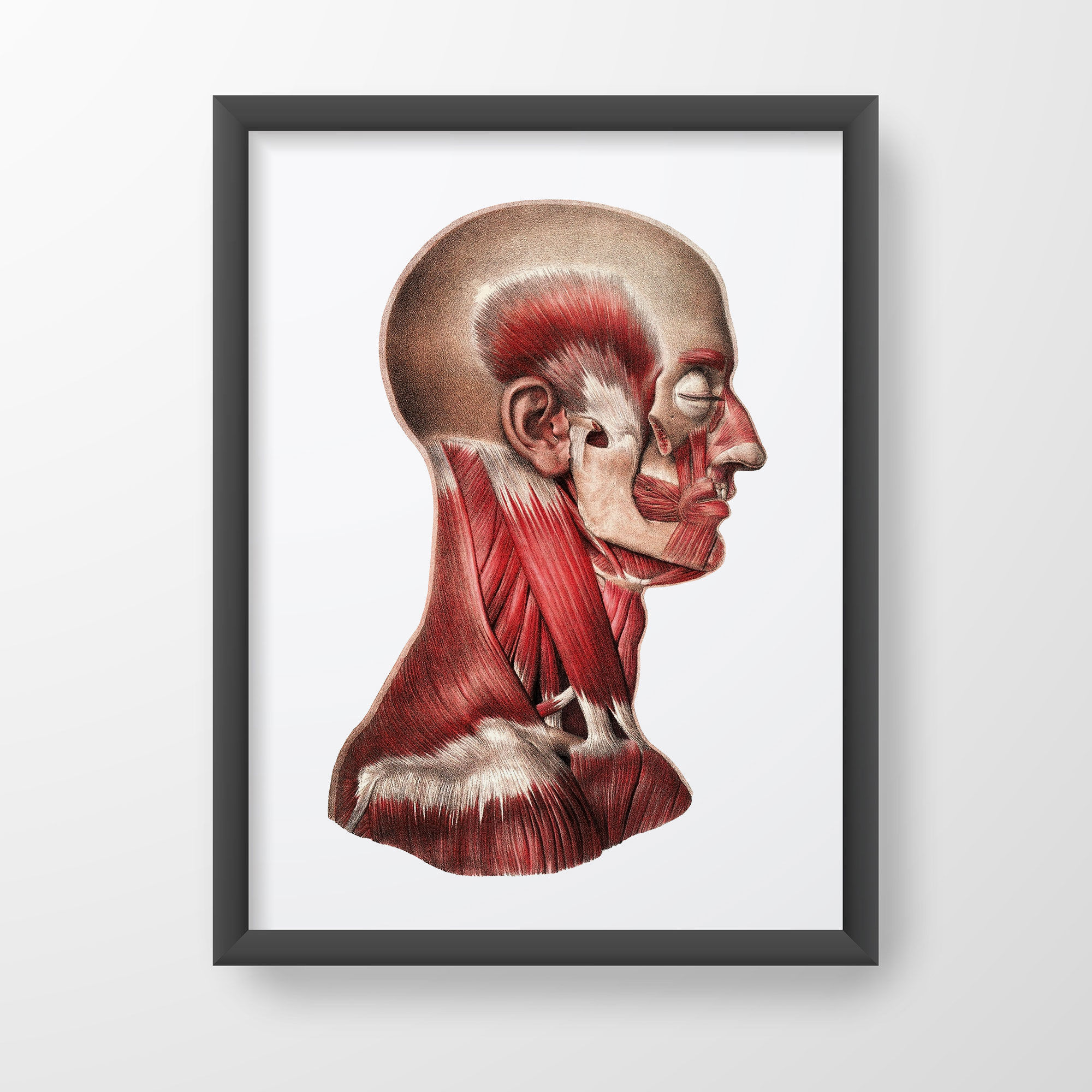 Neck and Face Muscle Full  Color Vintage Human Anatomy  Art  Print