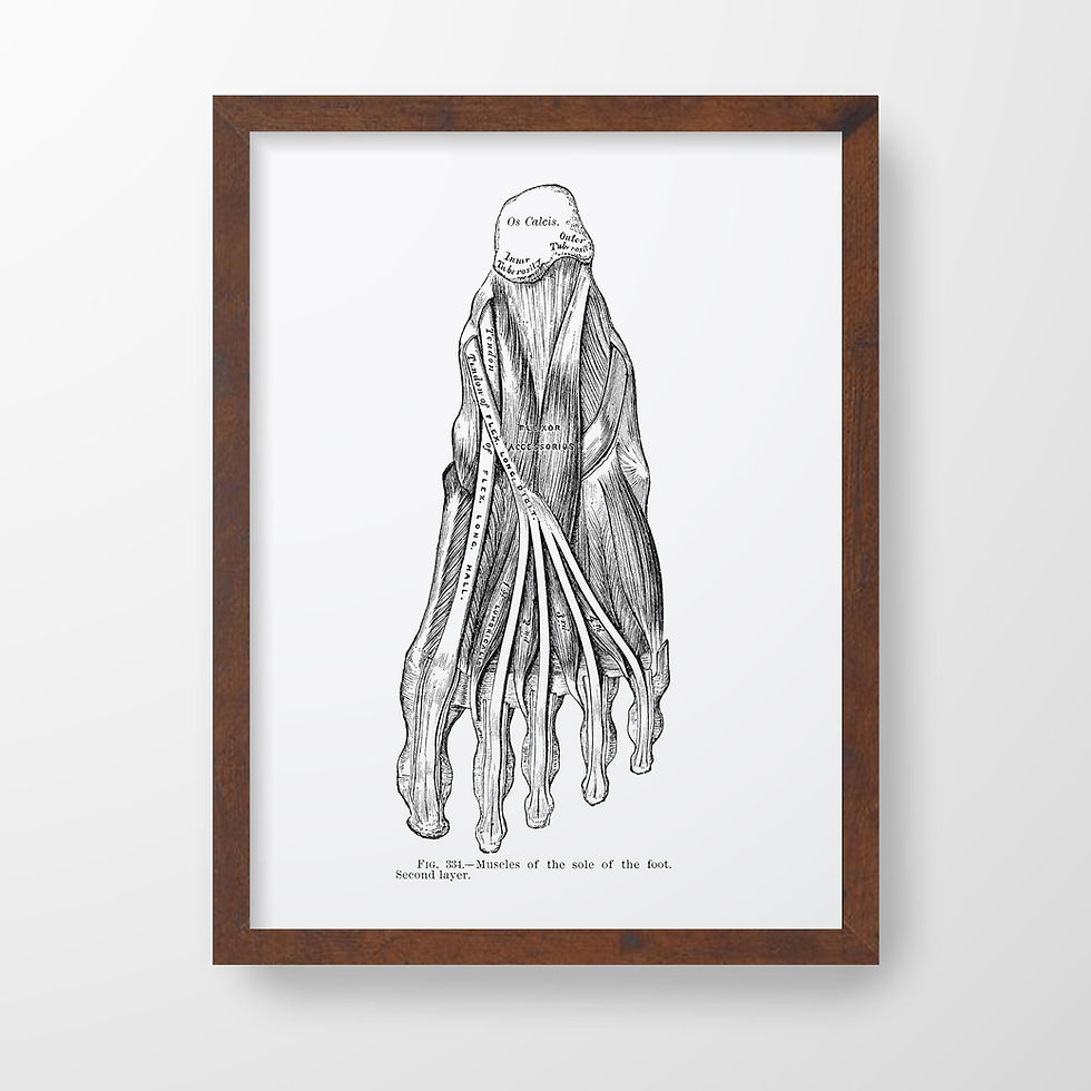 Thumbnail: Plantar Muscles of Sole Second Layer Podiatry Foot Human Anatomy Art Print