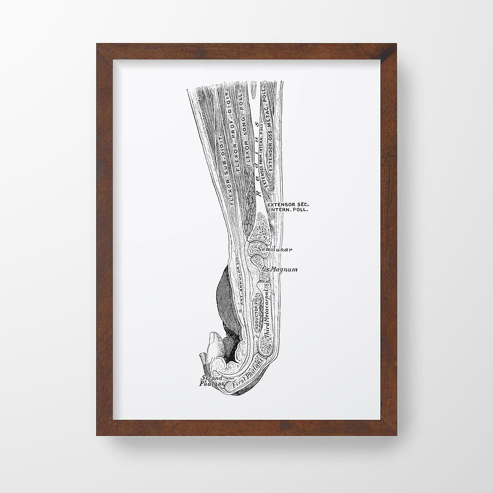 Thumbnail: Wrist Joint Arm Muscle Metacarpal Vintage Human Anatomy Art Print