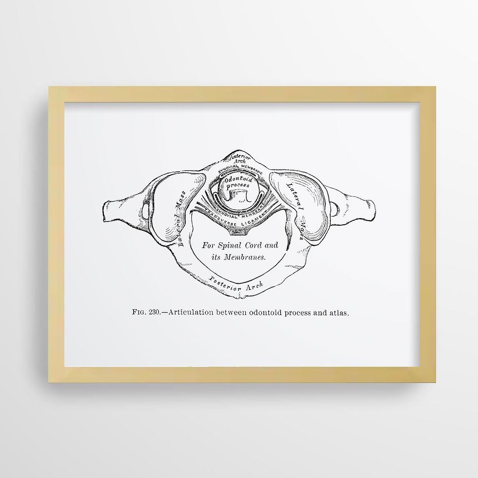 Thumbnail: Articulation Odontoid Process Atlas Cervical Vertebra Spine Anatomy Art Print
