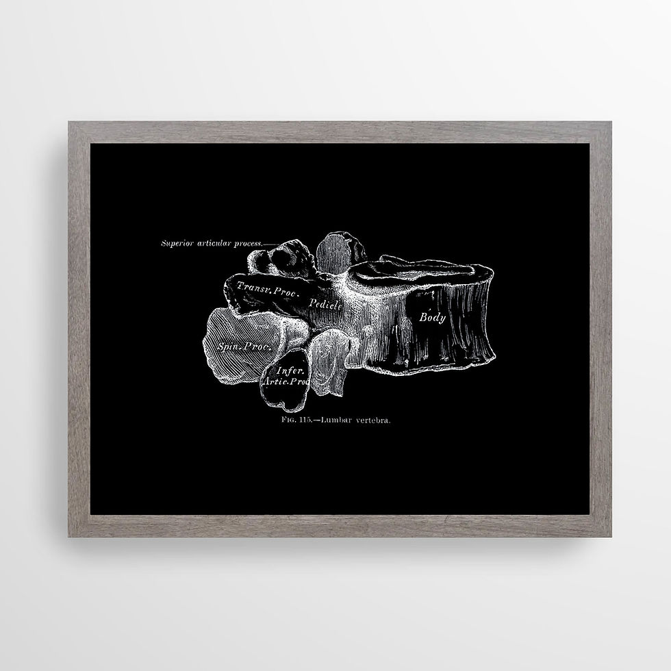 Thumbnail: Lumbar Vertebra Spine Bone Vintage Osteology Human Anatomy Art Print X-Ray Black