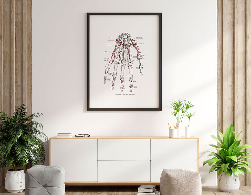 Thumbnail: Hand Carpal Bones Phalanges Palmar Surface Vintage Osteology Anatomy Art Print