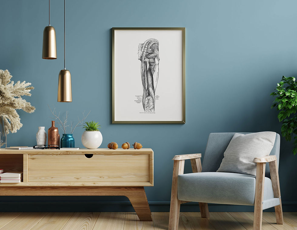 Thumbnail: Hamstring Gluteus Vintage Human Anatomy Leg Muscle Art Print