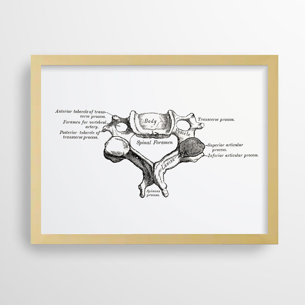 Thumbnail: Cervical Vertebra Spine Bone Vintage Osteology Human Anatomy Art Print