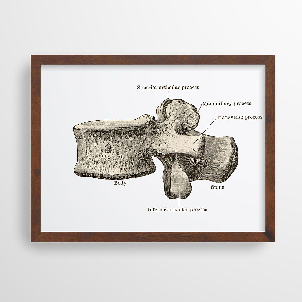 Thumbnail: lumbar spine anatomy drawing
