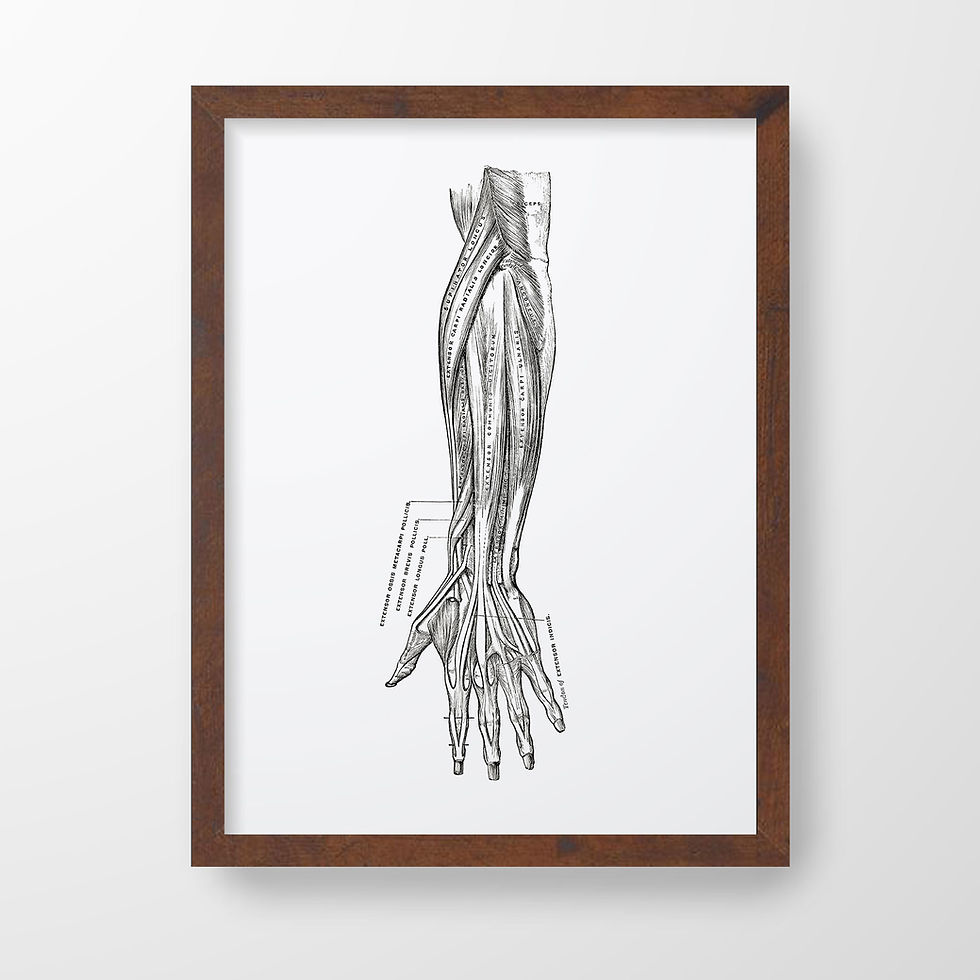 Thumbnail: Hand Forearm Muscle Tendon Vintage Human Anatomy Art Print