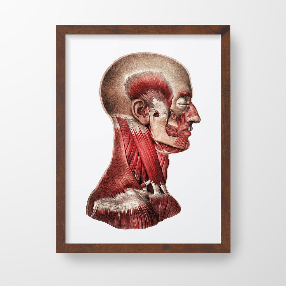 Thumbnail: Neck and Face Muscle Full  Color Vintage Human Anatomy  Art  Print