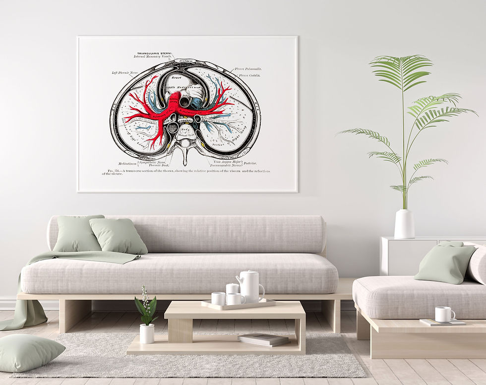 Thumbnail: Thorax anatomy wall art