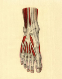 Foot Anatomy Drawing by Beth Eckel