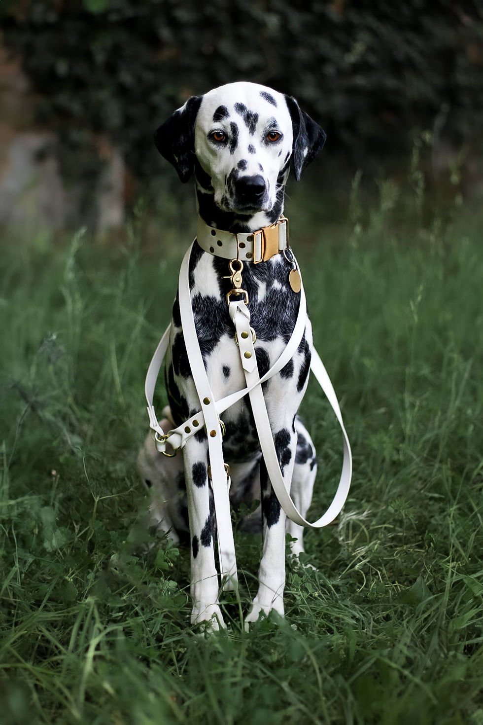 Miniature : BIOTHY - Laisse multiposition 3 points