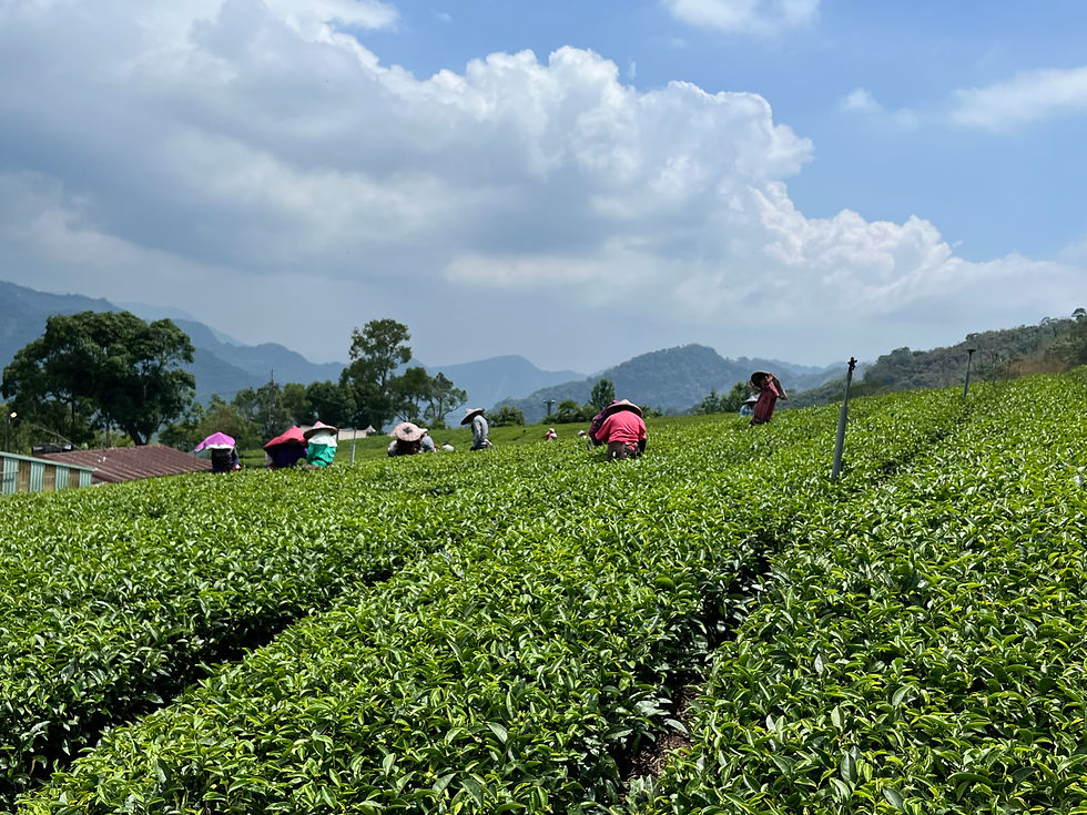 Druk bezig met het oogsten van de Oolong thee in Alishan