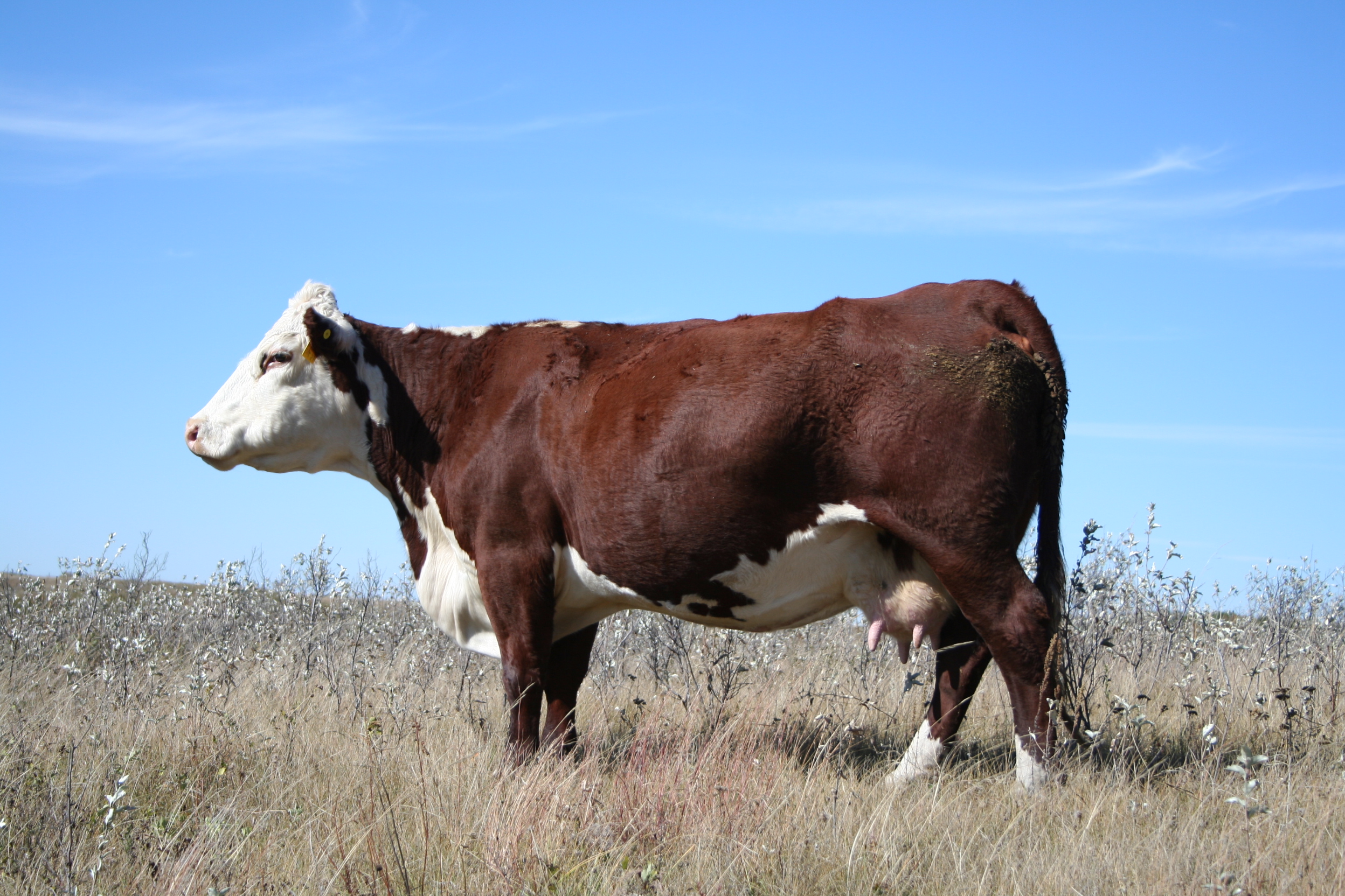 SAO 257P Dam of SquareD Century 957B