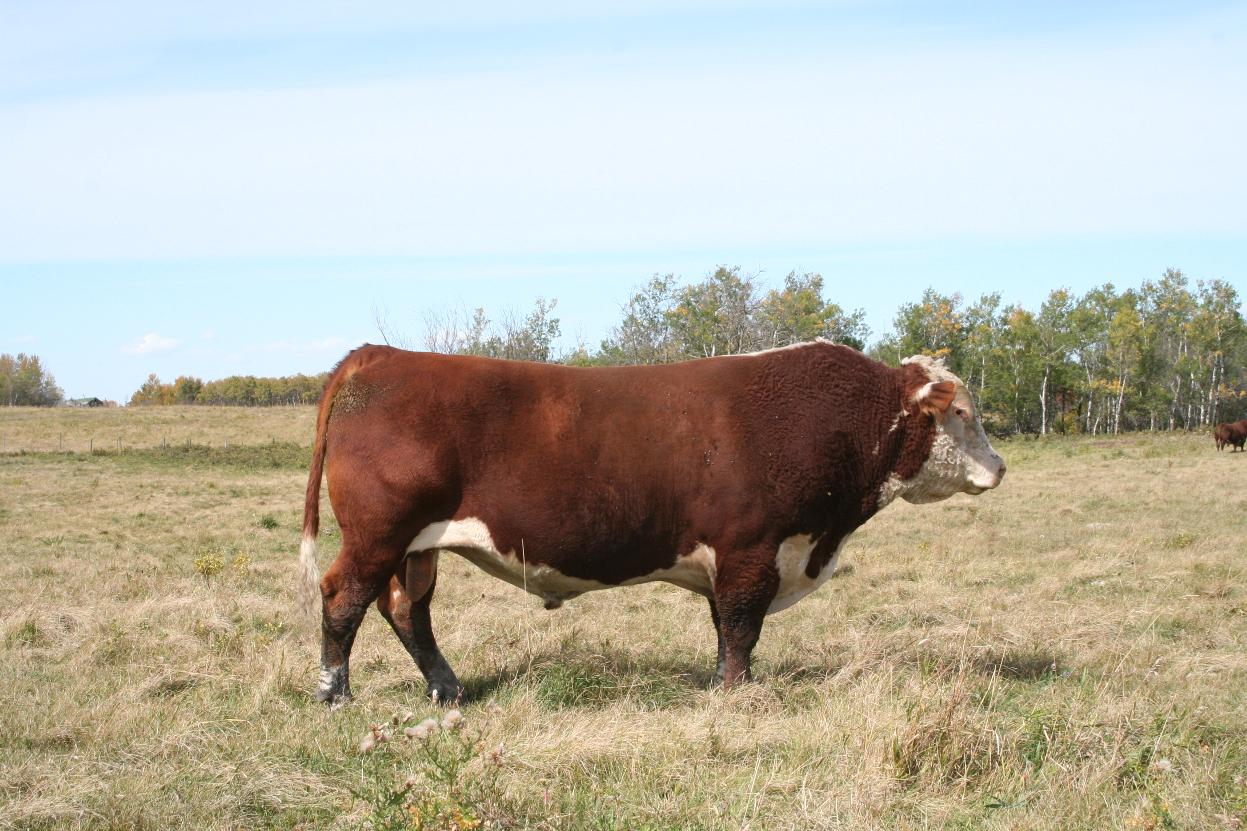 NJW 34S 38W Beef 15Z ET