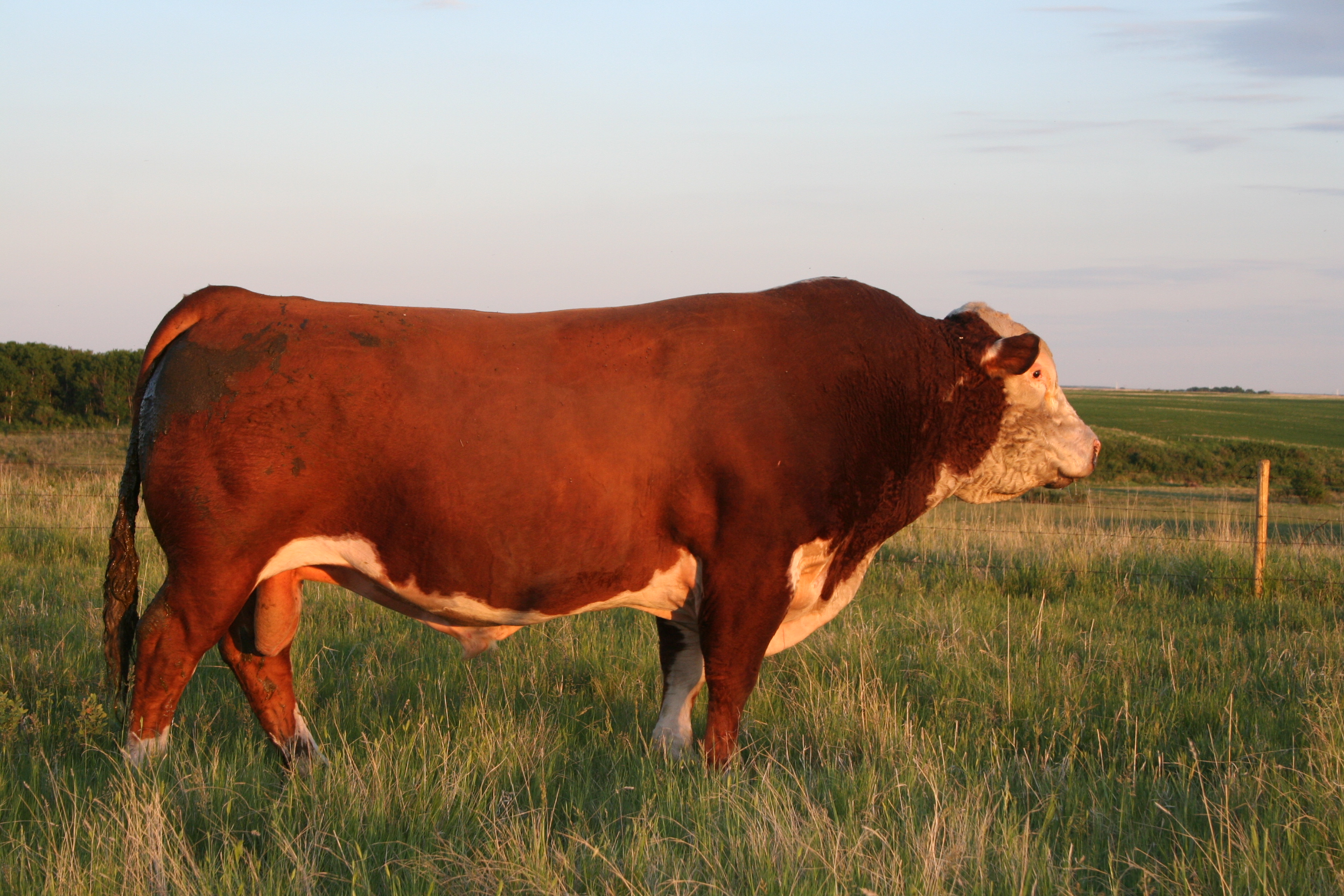 NJW 34S 38W Beef 15Z ET