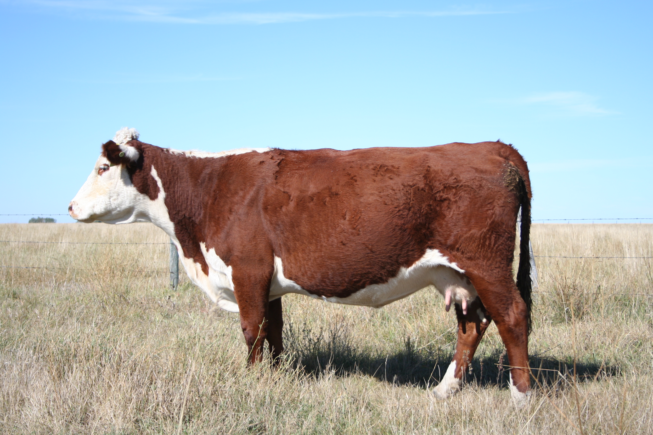 SAZ 760U Dam SquareD Mr BEEF 465A