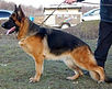 -Ramina vom Haus Christa IPO.I._edited.j