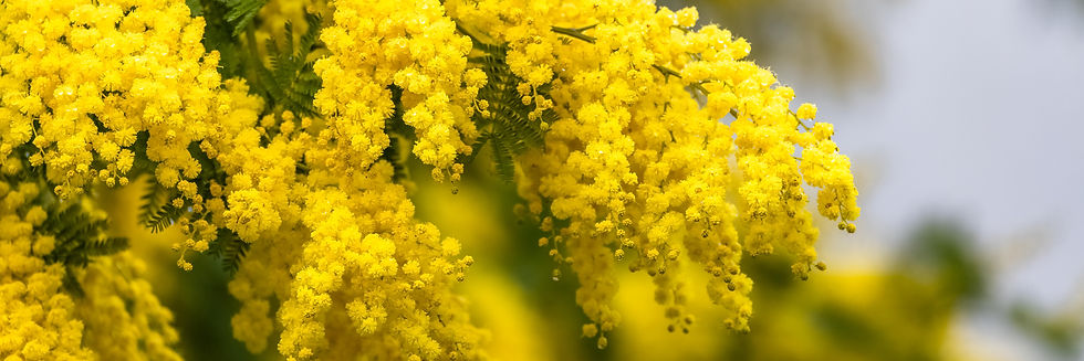 mimosa.jpg