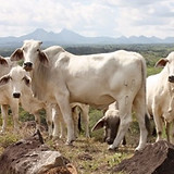 ganado_brahman_edited.jpg