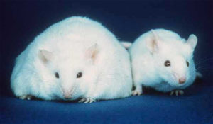 Obese mouse