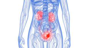 Urinary tract