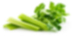 Prepared celery for foodservice kitchens