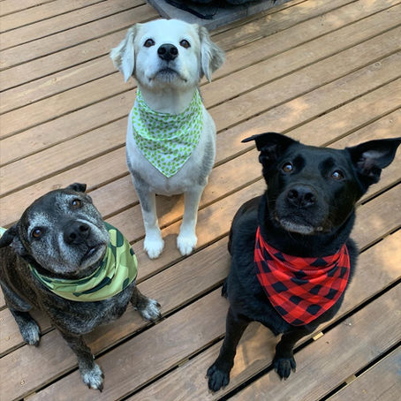 Meet The Mutts!