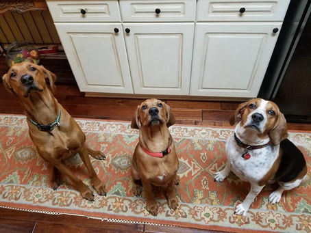 Meet The Hounds!
