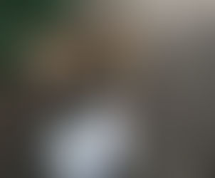 Golden Retriever Puppy.