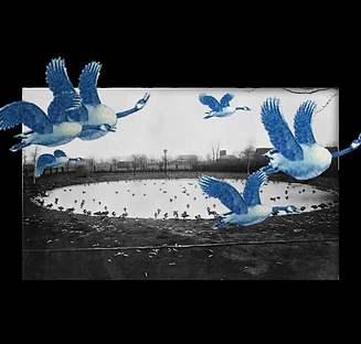 cover_listeningToGoose.png