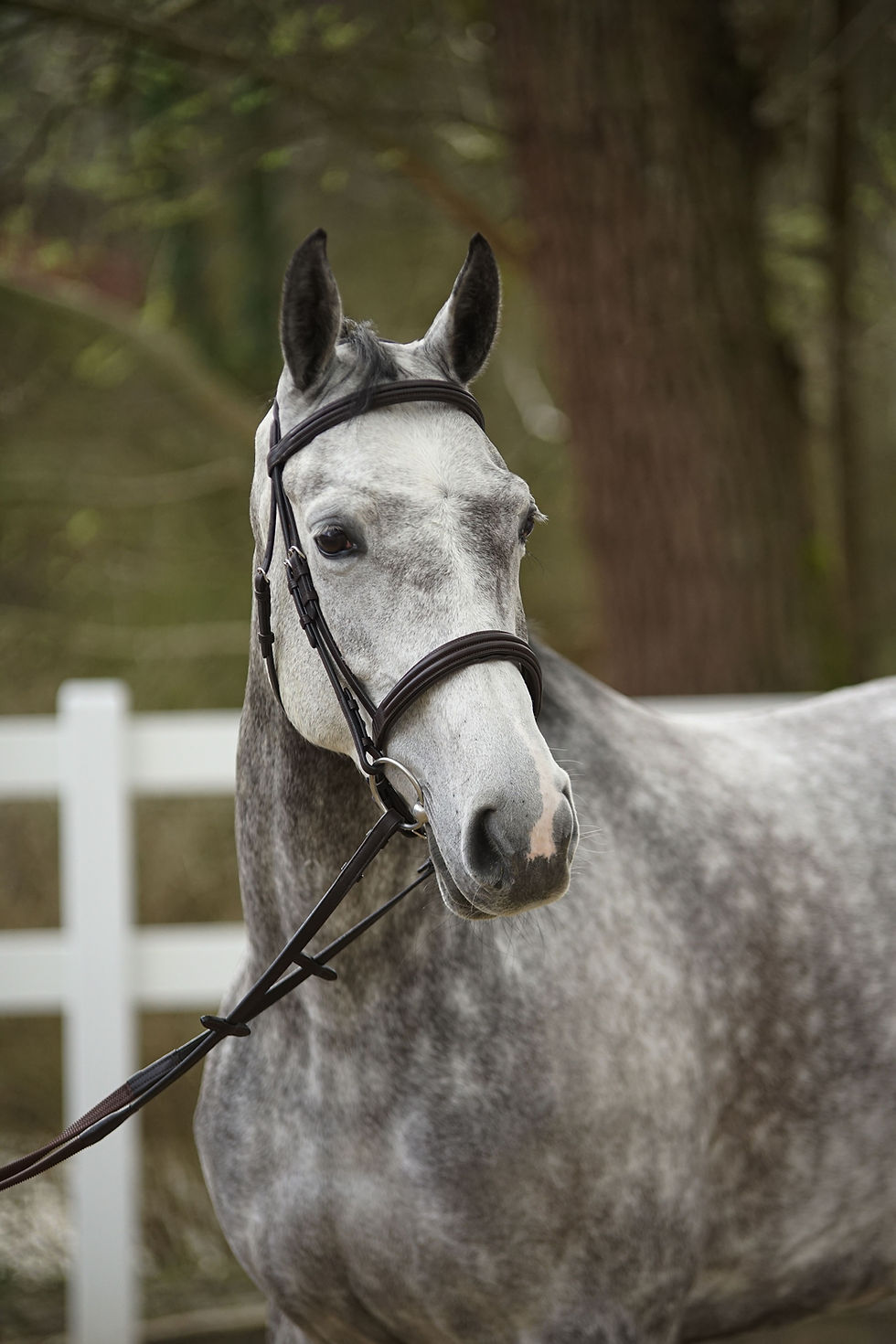 Thumbnail: Menetics Dressage Snaffle